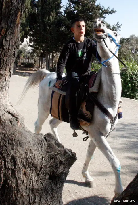 A Palestinian youth enjoys ride horses during the third day of Eid al-Adha in Jerusalem city on 28 October 2012. Eid al-Adha, or the Feast of the Sacrifice, is celebrated to commemorate the Prophet Ibrahim's (Prophet Abr...