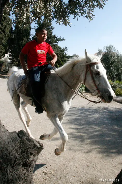 A Palestinian youth enjoys ride horses during the third day of Eid al-Adha in Jerusalem city on 28 October 2012. Eid al-Adha, or the Feast of the Sacrifice, is celebrated to commemorate the Prophet Ibrahim's (Prophet Abr...