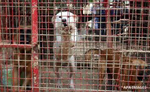 An animal is seen at a zoo in Rafah refugee camp southern the Gaza strip, Oct. 31, 2012. In the aftermath of the Israeli military Operation Cast Lead in 2008/2009, Palestinian refugees in Gaza camps need more support to...