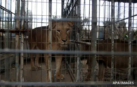 An animal is seen at a zoo in Rafah refugee camp southern the Gaza strip, Oct. 31, 2012. In the aftermath of the Israeli military Operation Cast Lead in 2008/2009, Palestinian refugees in Gaza camps need more support to...