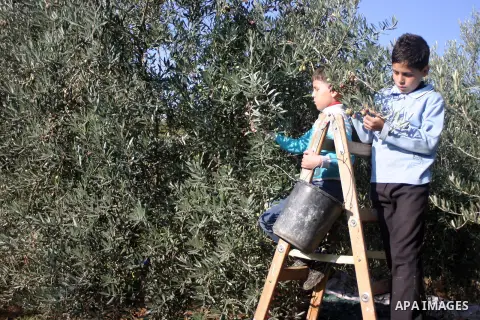 Palestinian students from Jawad school take part in harvest olives in the West Bank city of Hebron on November 15, 2012. As Palestinians have marked Nov. 15 as their Independence Day since 1988, when the Palestine Nation...