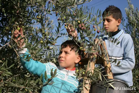 Palestinian students from Jawad school take part in harvest olives in the West Bank city of Hebron on November 15, 2012. As Palestinians have marked Nov. 15 as their Independence Day since 1988, when the Palestine Nation...