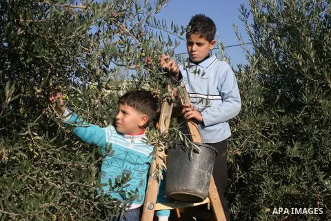 Palestinian students from Jawad school take part in harvest olives in the West Bank city of Hebron on November 15, 2012. As Palestinians have marked Nov. 15 as their Independence Day since 1988, when the Palestine Nation...