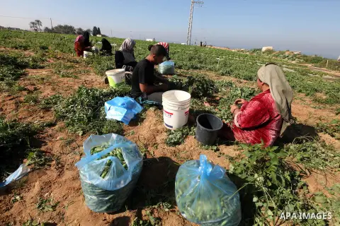 Palestinians harvest peas near the Gaza-Israel border in the north of Gaza strip on November 28, 2012. Israel and Hamas agreed to free movement of civilians in the border security zone (300-500 meters from the boundary o...