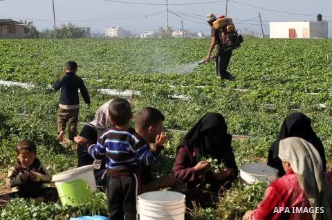 Palestinians harvest peas near the Gaza-Israel border in the north of Gaza strip on November 28, 2012. Israel and Hamas agreed to free movement of civilians in the border security zone (300-500 meters from the boundary o...