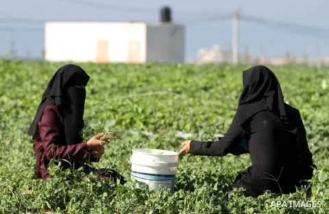 Palestinians harvest peas near the Gaza-Israel border in the north of Gaza strip on November 28, 2012. Israel and Hamas agreed to free movement of civilians in the border security zone (300-500 meters from the boundary o...