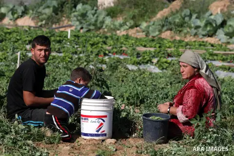 Palestinians harvest peas near the Gaza-Israel border in the north of Gaza strip on November 28, 2012. Israel and Hamas agreed to free movement of civilians in the border security zone (300-500 meters from the boundary o...
