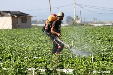 A Palestinian farmer sprays his land with fertilizers near the Gaza-Israel border in the north of Gaza strip on November 28, 2012. Israel and Hamas agreed to free movement of civilians in the border security zone (300-50...