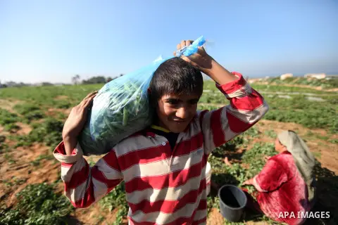 Palestinians harvest peas near the Gaza-Israel border in the north of Gaza strip on November 28, 2012. Israel and Hamas agreed to free movement of civilians in the border security zone (300-500 meters from the boundary o...