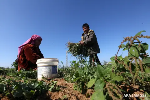 Palestinians harvest peas near the Gaza-Israel border in the north of Gaza strip on November 28, 2012. Israel and Hamas agreed to free movement of civilians in the border security zone (300-500 meters from the boundary o...