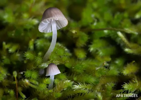 Dec. 7, 2012 - Roseburg, Oregon, U.S - A small mushroom, about the size of a match head, grows along with a slightly larger mushroom on the side of a mossy tree in Roseburg's Stewart Park. Recent heavy rains in the Pacif...