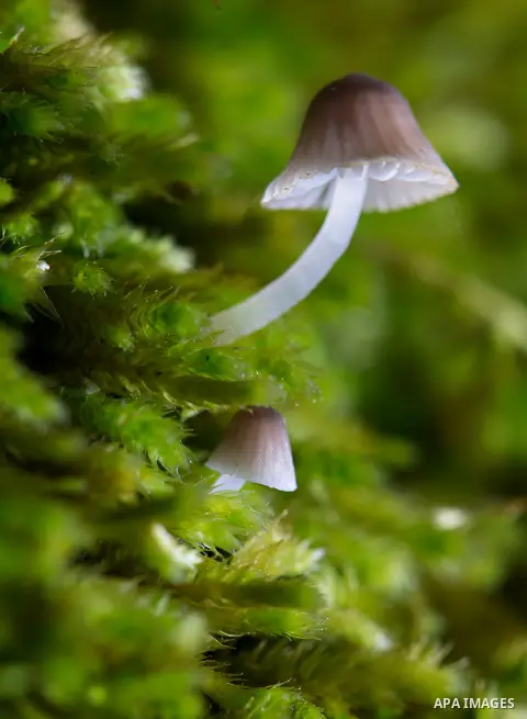 Dec. 7, 2012 - Roseburg, Oregon, U.S - A small mushroom, about the size of a match head, grows along with a slightly larger mushroom on the side of a mossy tree in Roseburg's Stewart Park. Recent heavy rains in the Pacif...
