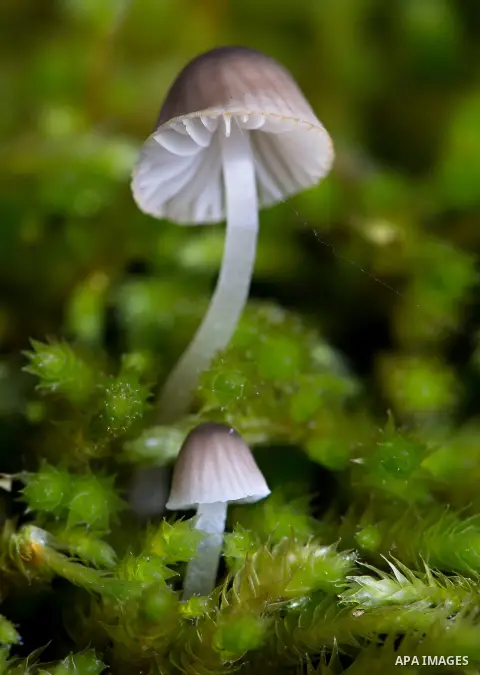 Dec. 7, 2012 - Roseburg, Oregon, U.S - A small mushroom, about the size of a match head, grows along with a slightly larger mushroom on the side of a mossy tree in Roseburg's Stewart Park. Recent heavy rains in the Pacif...