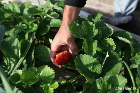 Palestinian farmers pick strawberries in the northern Gaza Strip town of Beit Lahia on Dec. 15, 2012. Israel granted special approval for the export of a small amount of Palestinian Strawberries and flowers from the Gaza...