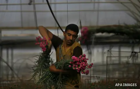 A Palestinian farmer picks flowers at a farm in the southern Gaza Strip city of Rafah on Dec.16, 2012. Israel allowed to transfer trucks of Gaza flowers and strawberries to the Israeli seaport of Ashdod for exporting to...