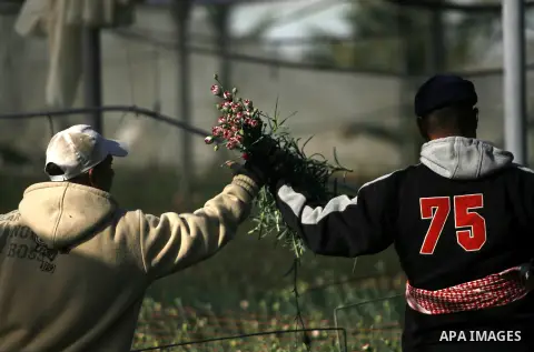Palestinians farmer pick flowers at a farm in the southern Gaza Strip city of Rafah on Dec.16, 2012. Israel allowed to transfer trucks of Gaza flowers and strawberries to the Israeli seaport of Ashdod for exporting to Eu...