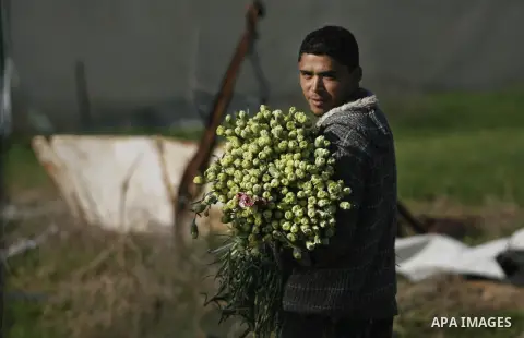 A Palestinian farmer picks flowers at a farm in the southern Gaza Strip city of Rafah on Dec.16, 2012. Israel allowed to transfer trucks of Gaza flowers and strawberries to the Israeli seaport of Ashdod for exporting to...