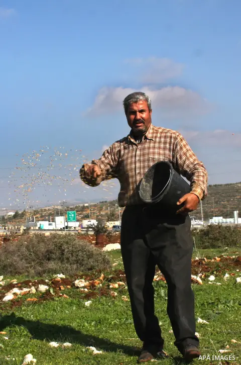 A Palestinian land owner sows wheat at his land near the Jewish settlement of Ariel near the West Bank city of Nablus on December 30, 2012. Jewish settlers attacked Palestinian farmers in the village of Yasuf and shredde...