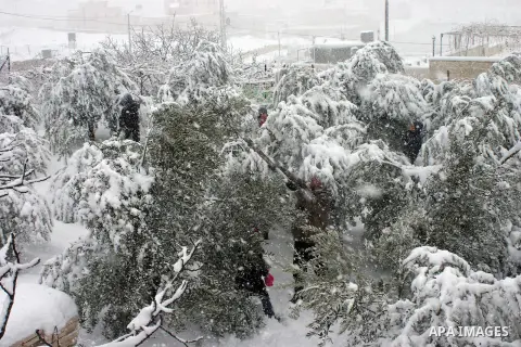 A Palestinian farmer tries to remove the snow at his farm in the West Bank city of Hebron on January 10, 2013. Abnormal storms, which for four days have blasted the Middle East with rain, snow and hail, leave swathes of...