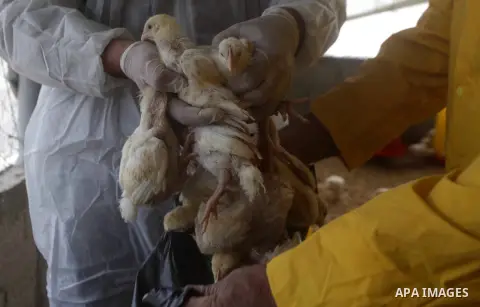 Palestinian workers combine chicks to cull it, in a farm in Deir al-Balah in the central of Gaza strip on Feb. 05, 2013. Palestinian ministry of Agriculture culled 10,000 smuggled chicks through the tunnels between Egypt...