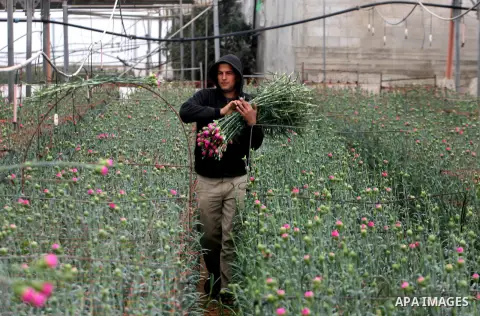 Palestinian workers prepare carnations for export at a flower farm in Rafah in the southern Gaza Strip on February 12, 2013 after Israel granted special approval for exporting limited quantities of Palestinian flowers fr...