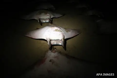 A Palestinian policeman looks at thousands fish Bat on Gaza beach on February 27, 2013. Photo by Wissam Nassar