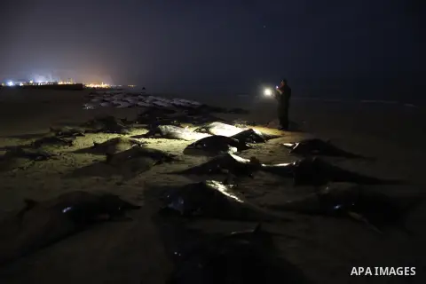 A Palestinian policeman looks at thousands fish Bat on Gaza beach on February 27, 2013. Photo by Wissam Nassar