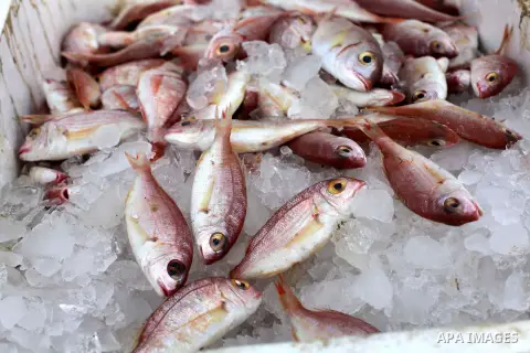 Fishes are seen display for sale at the seaport of Gaza City March 23, 2013. Hamas complained to Egypt on Friday after Israel suspended part of a Cairo-brokered truce agreement by halving Palestinian access to fishing wa...