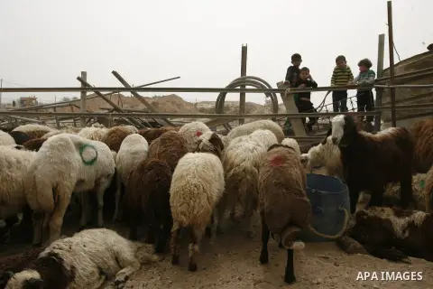 Palestinian workers move sheeps into a truck after getting it through a smuggling tunnels between the Hamas-ruled Gaza Strip and Egypt in the southern Gaza Strip city of Rafah on April 4, 2013. The Egyptian army started...