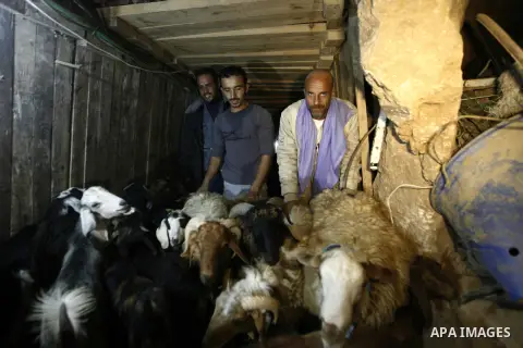 Palestinian workers drive sheeps through a smuggling tunnel between the Hamas-ruled Gaza Strip and Egypt in the southern Gaza Strip city of Rafah on April 4, 2013. The Egyptian army started to knock down Gaza smuggling t...