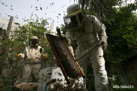 Palestinian beekeepers inspect hives at an apiary in the southern Gaza strip town of Rafah, on April 08, 2013. Beekeepers collect honey and wax from the beehives at this time of year. Photo by Eyad Al Baba