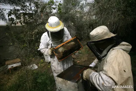 Palestinian beekeepers inspect hives at an apiary in the southern Gaza strip town of Rafah, on April 08, 2013. Beekeepers collect honey and wax from the beehives at this time of year. Photo by Eyad Al Baba
