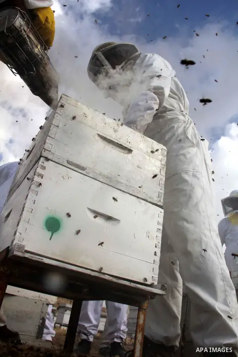 Palestinian beekeepers check a honeycomb before collecting honey at a farm in Rafah in the southern Gaza Strip, April 10, 2013. Beekeepers collect honey and wax from the beehives at this time of year. Photo by Hatem Omar