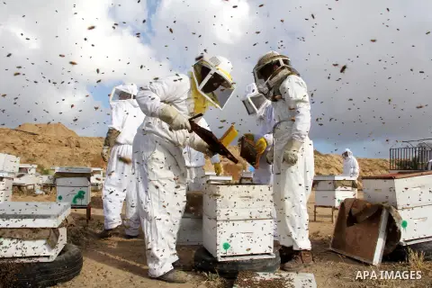 Palestinian beekeepers check a honeycomb before collecting honey at a farm in Rafah in the southern Gaza Strip, April 10, 2013. Beekeepers collect honey and wax from the beehives at this time of year. Photo by Hatem Omar