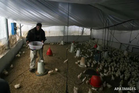 A Palestinian farmer inspects chicks at his farm in southern Gaza strip town of Rafah, April 22, 2013. A Palestinian delegation from ministries of economy and agriculture went to Egypt to conduct agreements to import bot...
