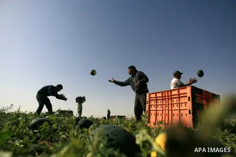 Palestinian farmers collect a watermelon crop from their fields in the city of Rafah, Southern Gaza Strip, Apr. 28, 2013. Rafah, a city bordering Israel, is one of the largest agricultural areas in the Gaza Strip. Photo...