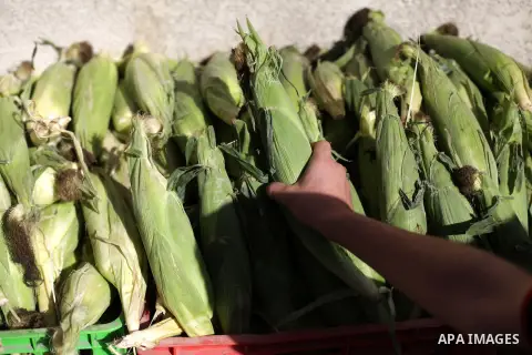 A Palestinian vendor sells grilled corns at al-Shati refugee camp western Gaza city on May 22, 2013. Photo by Ashraf Amra