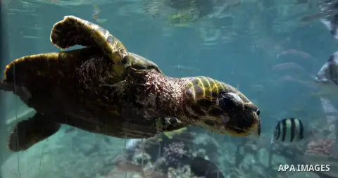 A big turtle is seen into the Red Sea in port of Jordanian town of Aqaba May 24, 2013. Photo by Issam Rimawi