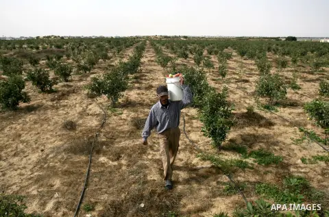 Palestinian Farmers harvest " Apples" from their farms in Khan Younis in the southern Gaza Strip, on June 8, 2013. Palestinian Companies success in rented a liberated territories in the Southern of Gaza Strip in a produc...