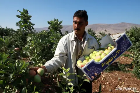 A Palestinian farmer collects apples at a farm near Far'a refugee camp, southern the West Bank city Jenin, June 24, 2013. Far'a was established in 1949 following the 1948 Arab-Israeli War on 255 dunams of land, most of t...