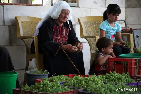 A Palestinian woman from Bighith family picks sour grapes at their farm in the West Bank village of Beit Ommar near Hebron, July 07, 2013. Bighith family dry the grapes to sell it as a new kind of spices following grindi...