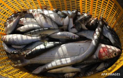 Fresh Fish is displayed for sale at al-Shati refugee camp, in Gaza City on Aug 29, 2013. Photo by Ashraf Amra
