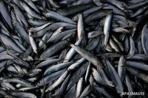 Fish is displayed at a fish market at the Gaza seaport in the west of Gaza City, 02 September 2013. The Egyptian navy boats attacked the Palestinian boats off the southern Gaza Strip last Friday, near the border with Egy...