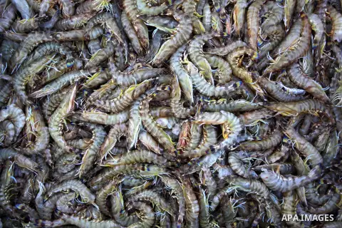 Fish is displayed at a fish market at the Gaza seaport in the west of Gaza City, 02 September 2013. The Egyptian navy boats attacked the Palestinian boats off the southern Gaza Strip last Friday, near the border with Egy...