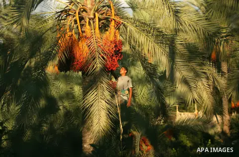 A Palestinian farmer gathers dates harvested from date palm trees in Khan Yunis, in the southern Gaza Strip, on Sept. 29, 2013. The community, which takes its name from balah, the Arabic word for dates. Photo by Eyad Al...