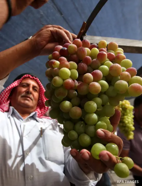 A Palestinian man displays grapes, during the Palestinian grapes festival at Halhoul town northen in the West Bank city of Hebron, on Sept. 29, 2013. Hebron is very famous in grape production as it contains many fields o...