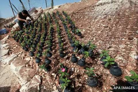 A Palestinian man waters flowers planted in tear gas canisters in the village of Bilin, near the West Bank city of Ramallah, Oct. 2, 2013. The tear gas canisters were collected during years of clashes with Israeli securi...