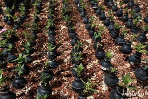 Flower are seen planted in tear gas canisters in the village of Bilin, near the West Bank city of Ramallah, Oct. 2, 2013. The tear gas canisters were collected during years of clashes with Israeli security forces. Photo...