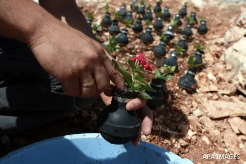 A Palestinian man plants a flower in a tear gas canister in the village of Bilin, near the West Bank city of Ramallah, Oct. 2, 2013. The tear gas canisters were collected during years of clashes with Israeli security for...