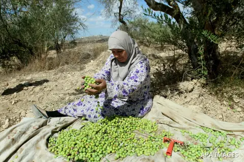 A Palestinian farmer collects olives in her olive grove, near the village Deir Sharaf, west the West Bank city of Nablus, on Oct. 05 ,2013. Photo by Nedal Eshtayah